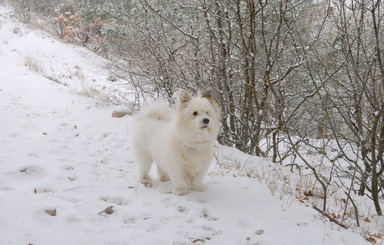 Photo wallpaper Winter, Snow, Dog, Dog, Winter, Snow, The West highland white Terrier