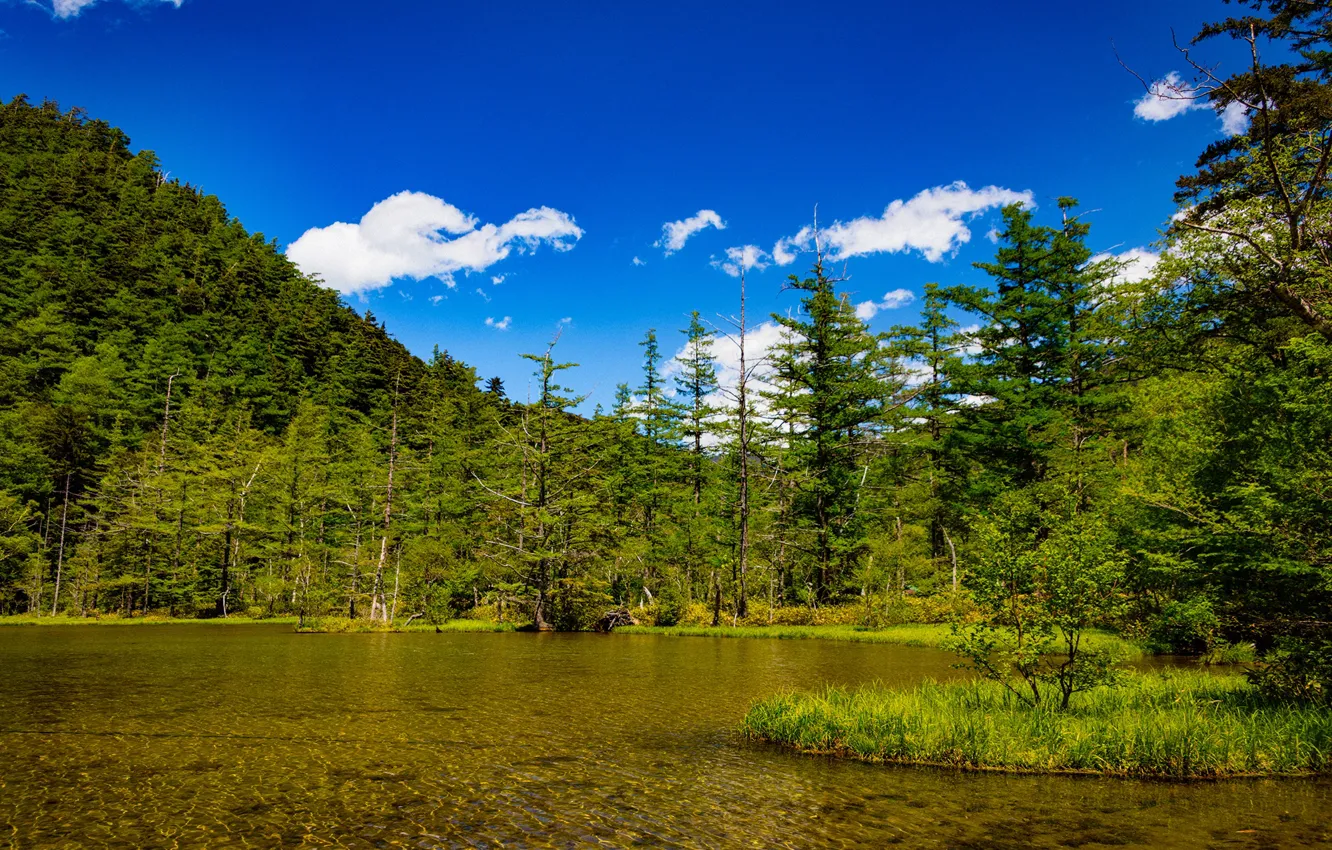 Photo wallpaper greens, forest, the sky, the sun, clouds, trees, mountains, lake