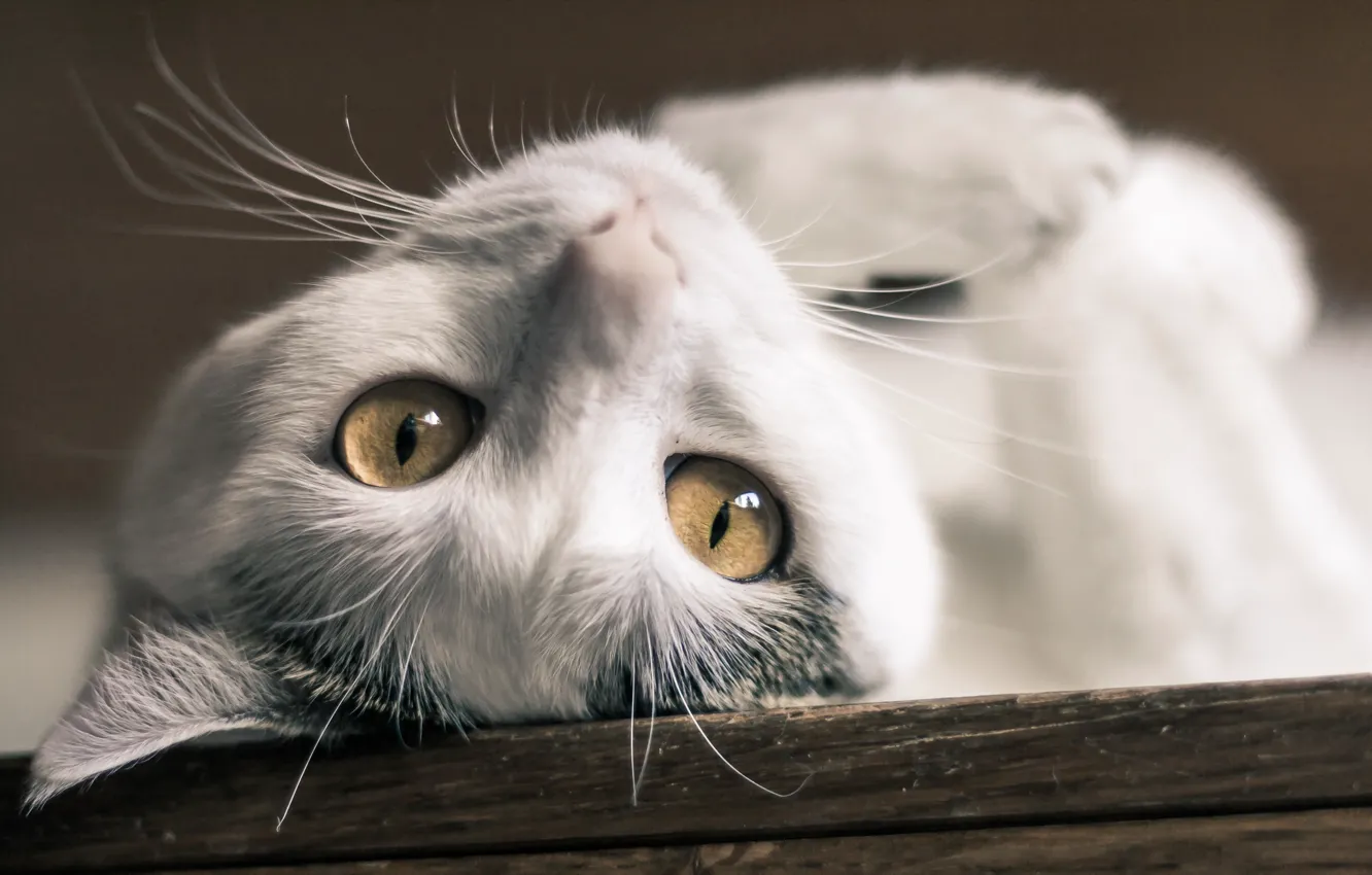 Photo wallpaper cat, eyes, cat, lies, white