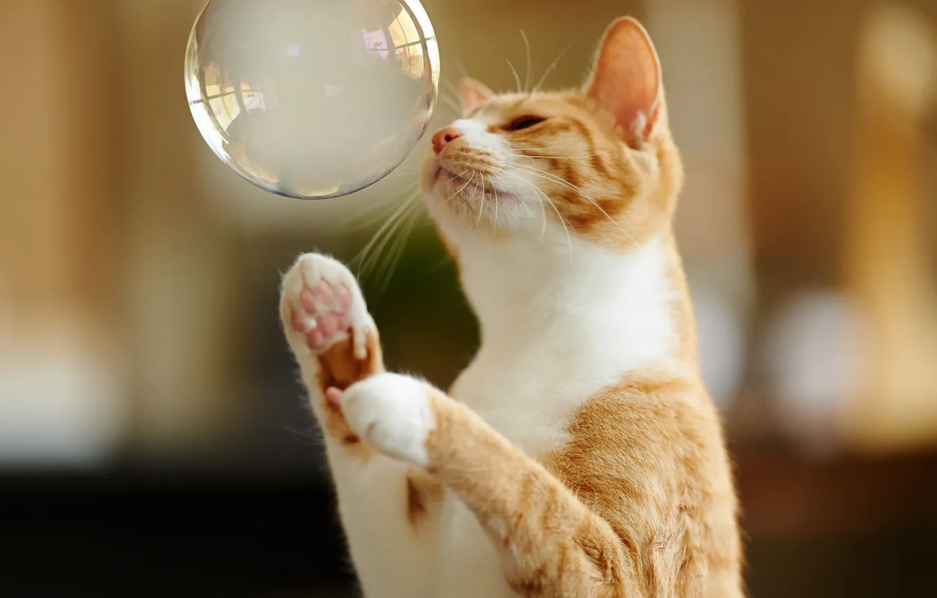 Photo wallpaper cat, the game, paws, red, bubble