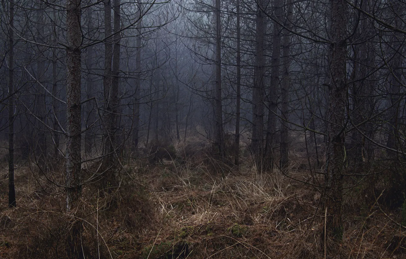 Photo wallpaper forest, trees, nature, Ellie Davies