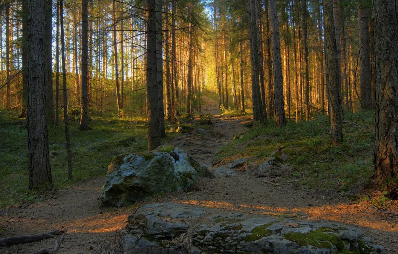 Photo wallpaper forest, light, nature, trail