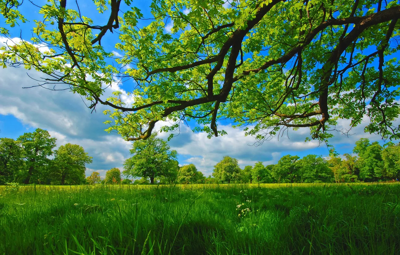 Photo wallpaper summer, grass, trees, branches, meadow