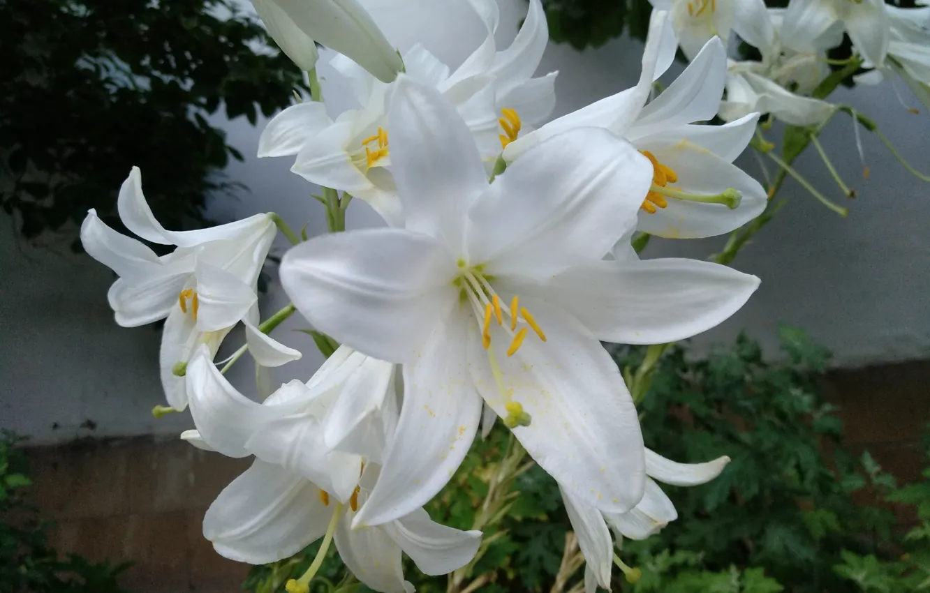 Photo wallpaper Lily, Lilies, White lily, White lilies