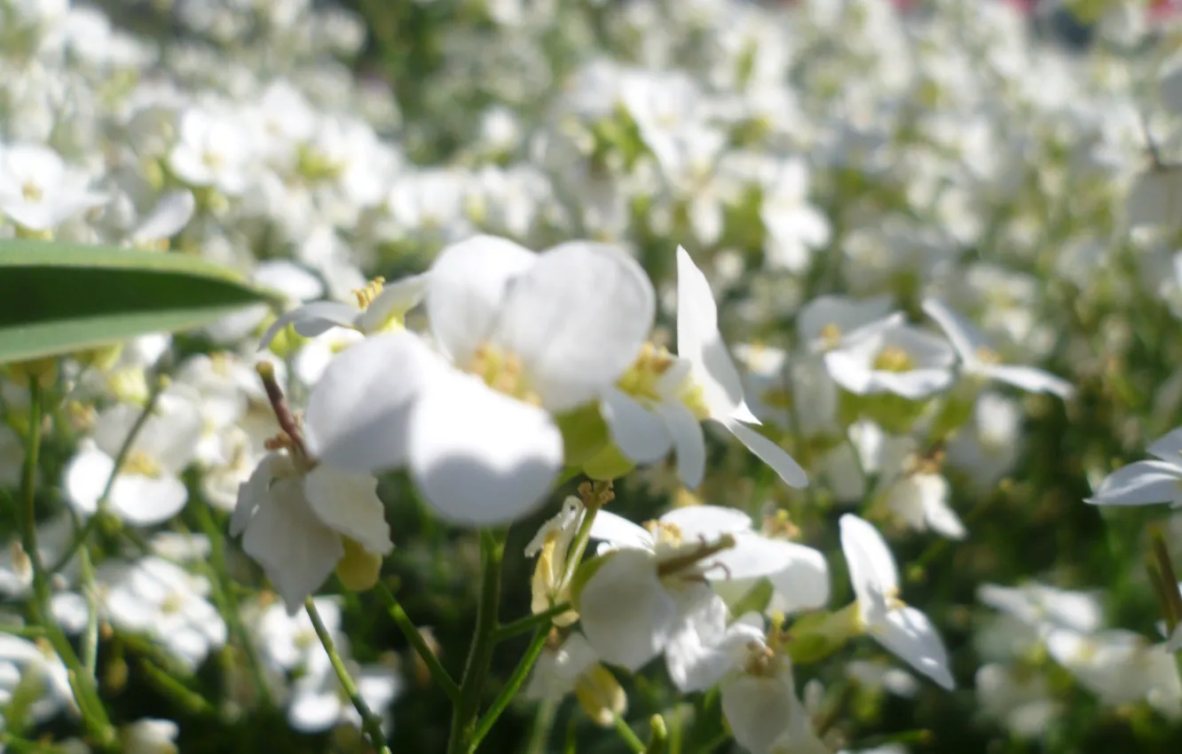 Photo wallpaper white, macro, flowers, Belarus