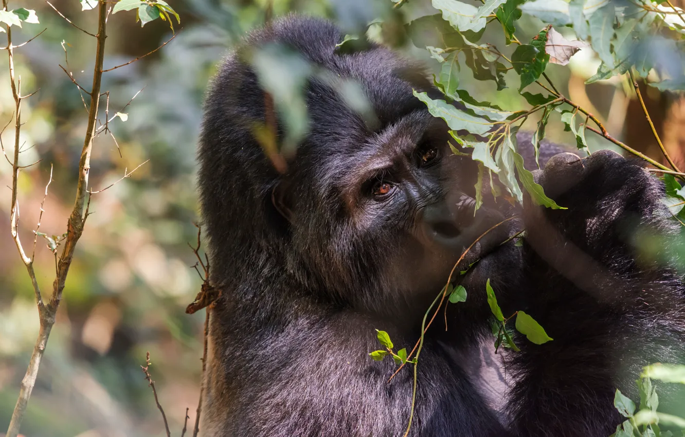 Photo wallpaper look, face, leaves, branches, black, portrait, monkey, gorilla