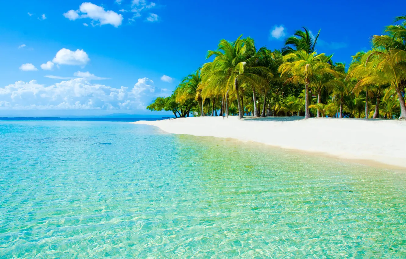 Photo wallpaper beach, water, transparency, tropics, palm trees, the ocean, Paradise, exotic