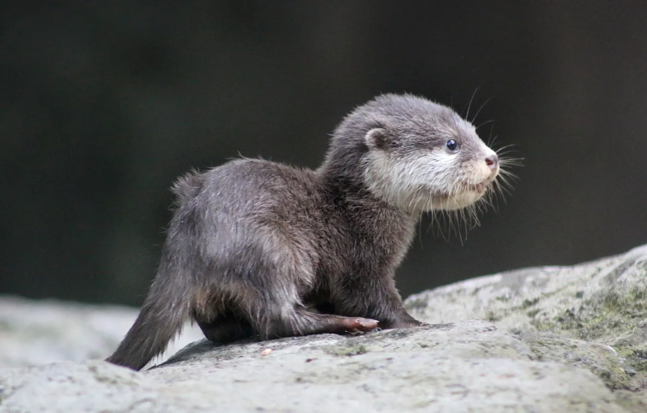 Photo wallpaper animal, wildlife, Otter