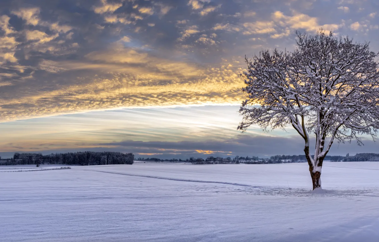 Photo wallpaper winter, field, tree