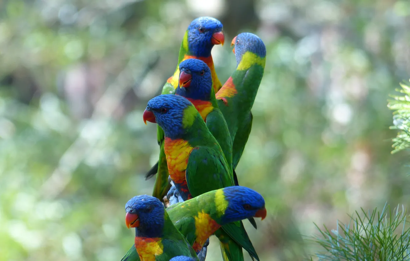 Photo wallpaper birds, Parrots, loricati, multicolor, Trichoglossus moluccanus