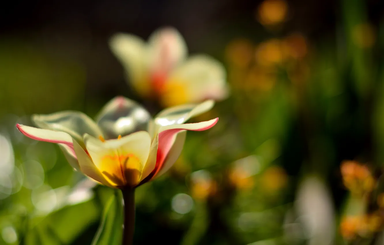 Photo wallpaper flowers, nature, background, Wallpaper, petals, blur, tulips