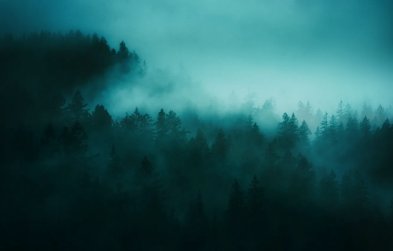 Photo wallpaper forest, trees, nature, fog