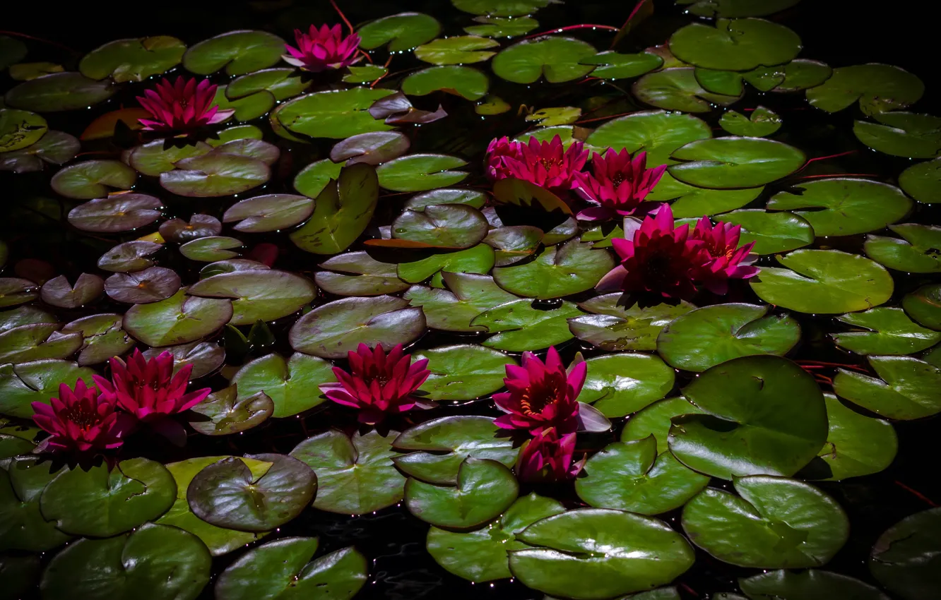 Photo wallpaper leaves, flowers, red, pond, the dark background, bright, al, water lilies