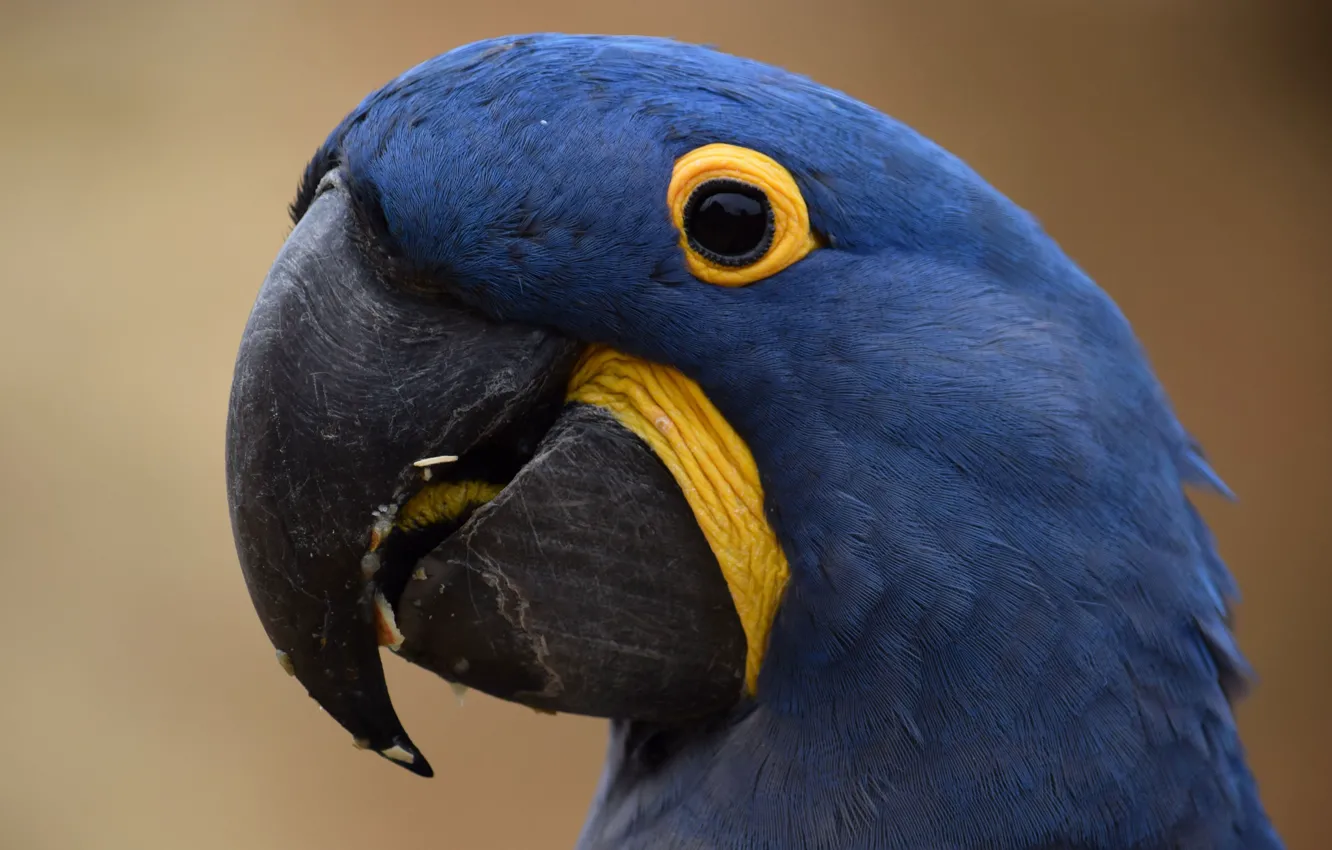 Photo wallpaper bird, parrot, Ara