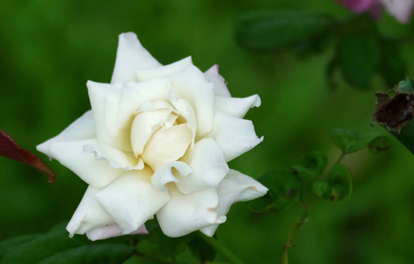 Photo wallpaper white, summer, roses, flowering