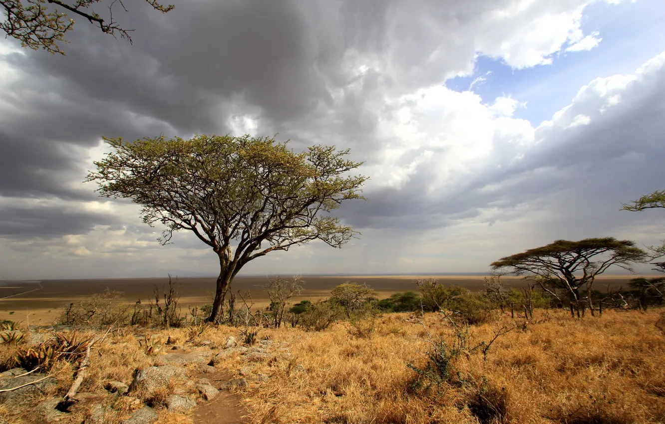 Photo wallpaper field, the sky, clouds, trees, landscape, nature, desert, plant