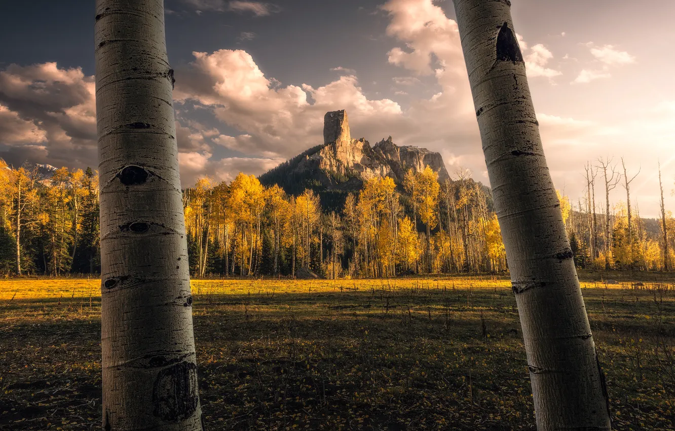 Photo wallpaper field, autumn, the sky, trees, mountains, rocks, trunks, yellow