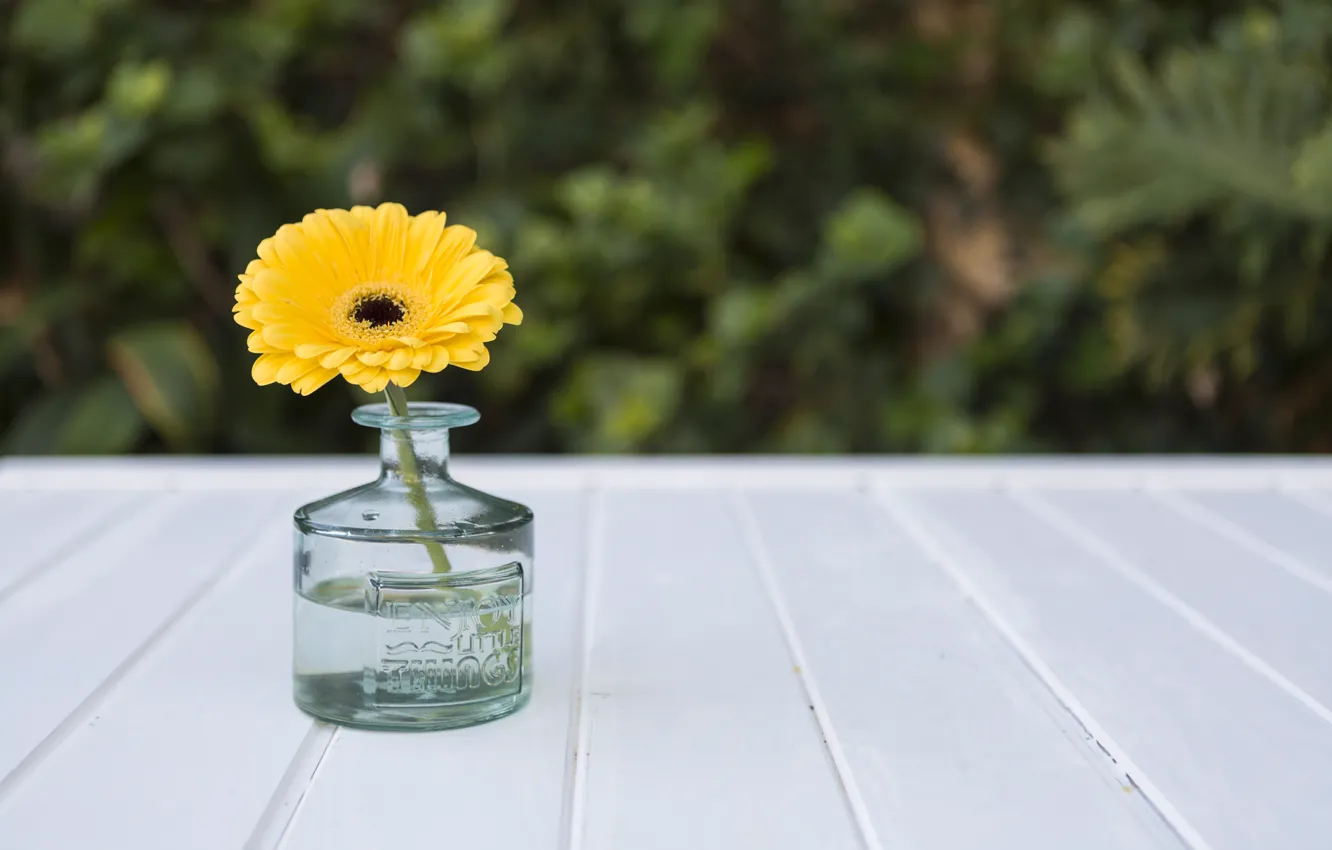 Photo wallpaper flower, yellow, vase, yellow, gerbera