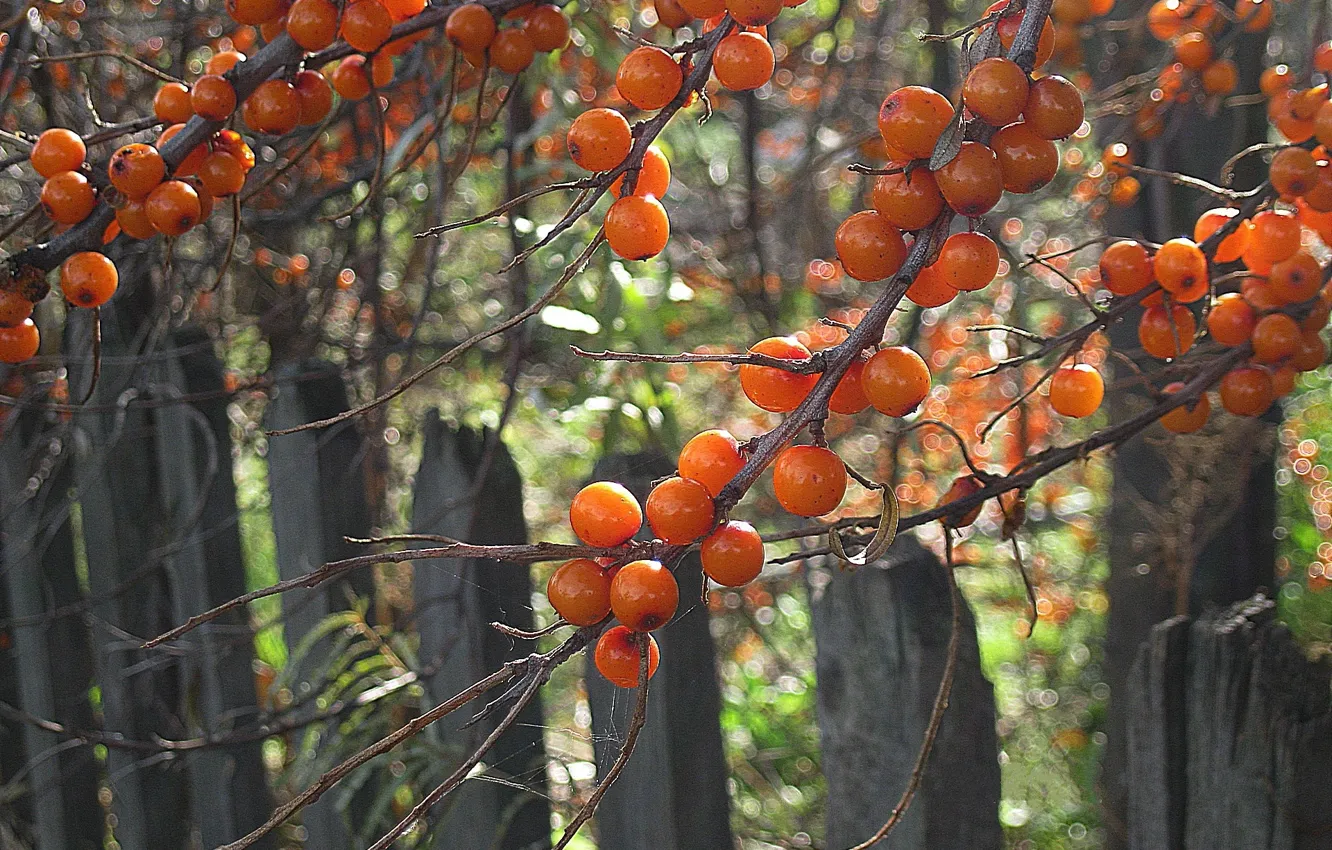 Photo wallpaper berries, the fence, orange, sea buckthorn