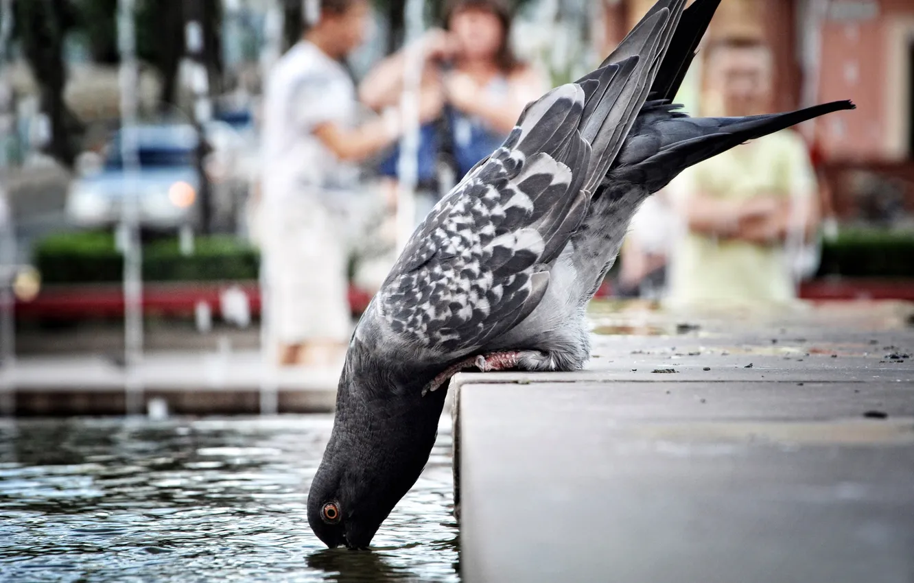 Photo wallpaper WATER, The CITY, BIRD, PEOPLE, DOVE