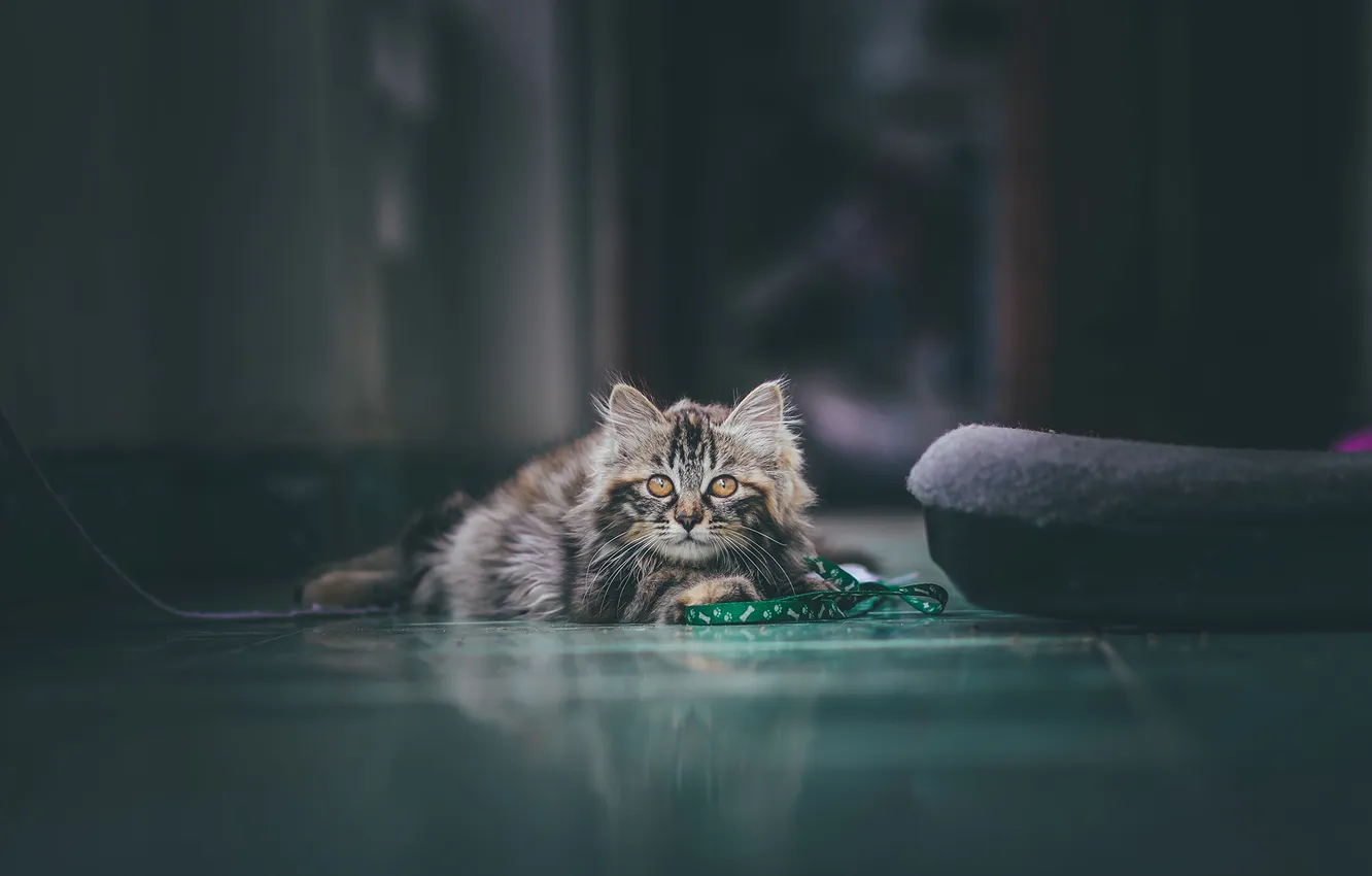 Photo wallpaper cat, look, background