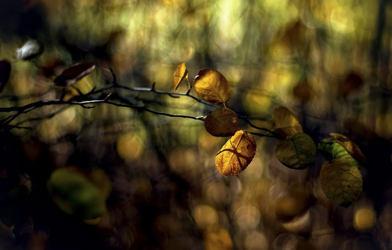 Photo wallpaper forest, leaves, branch