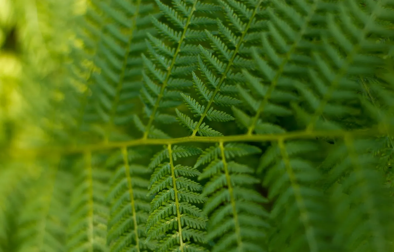 Photo wallpaper forest, summer, macro, fern