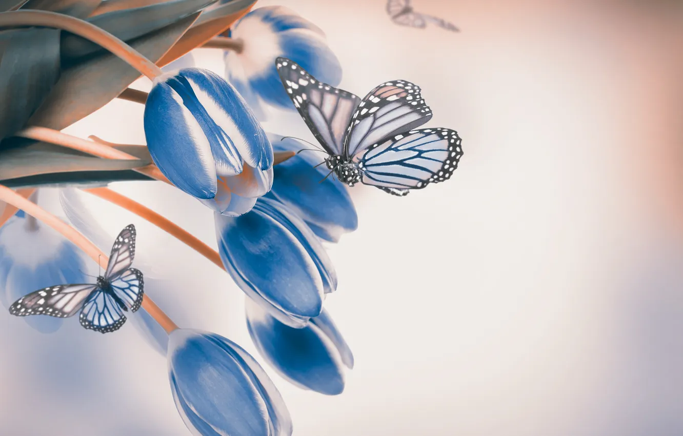 Photo wallpaper leaves, butterfly, petals, buds, flowering, blue tulips