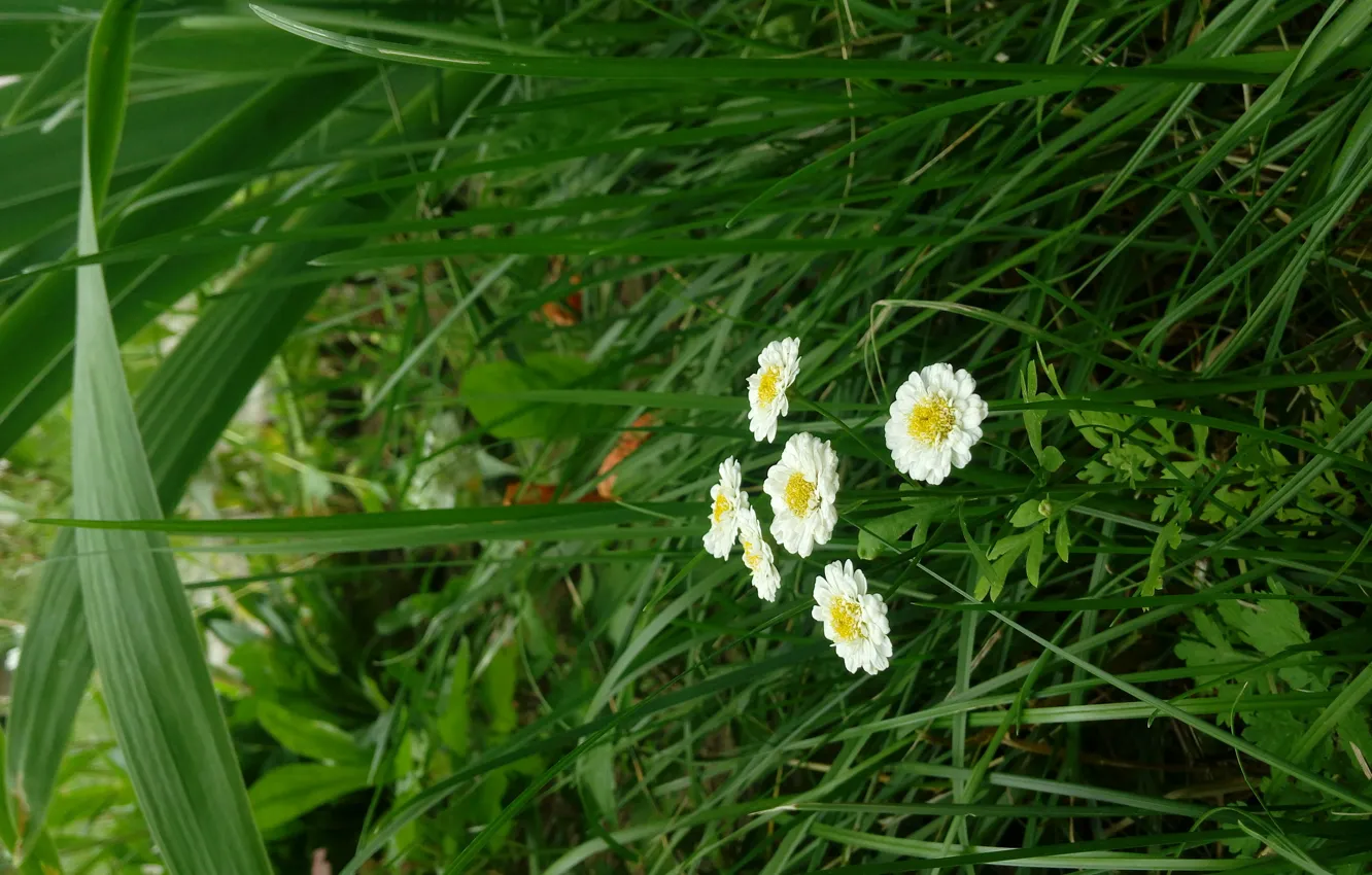 Photo wallpaper grass, flowers, background, Wallpaper, saver, the background on the desktop, Daisy, white flowers