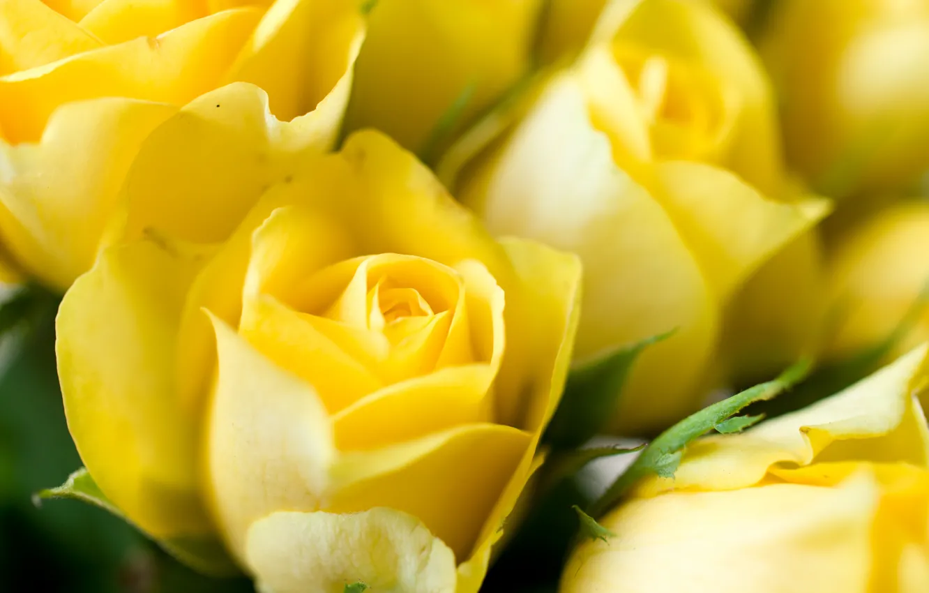 Photo wallpaper macro, flowers, yellow, roses, buds