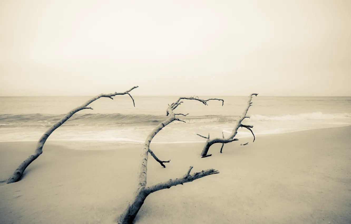 Photo wallpaper sea, trees, minimalism