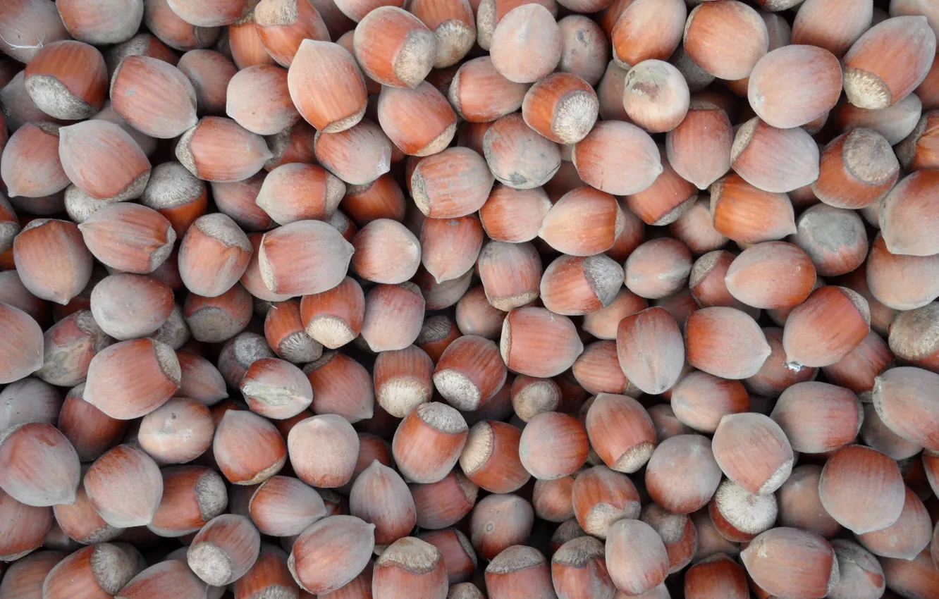 Photo wallpaper dirt, hazelnuts, many