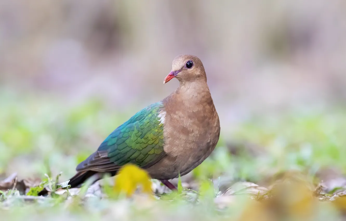 Photo wallpaper nature, bird, Emerald dove