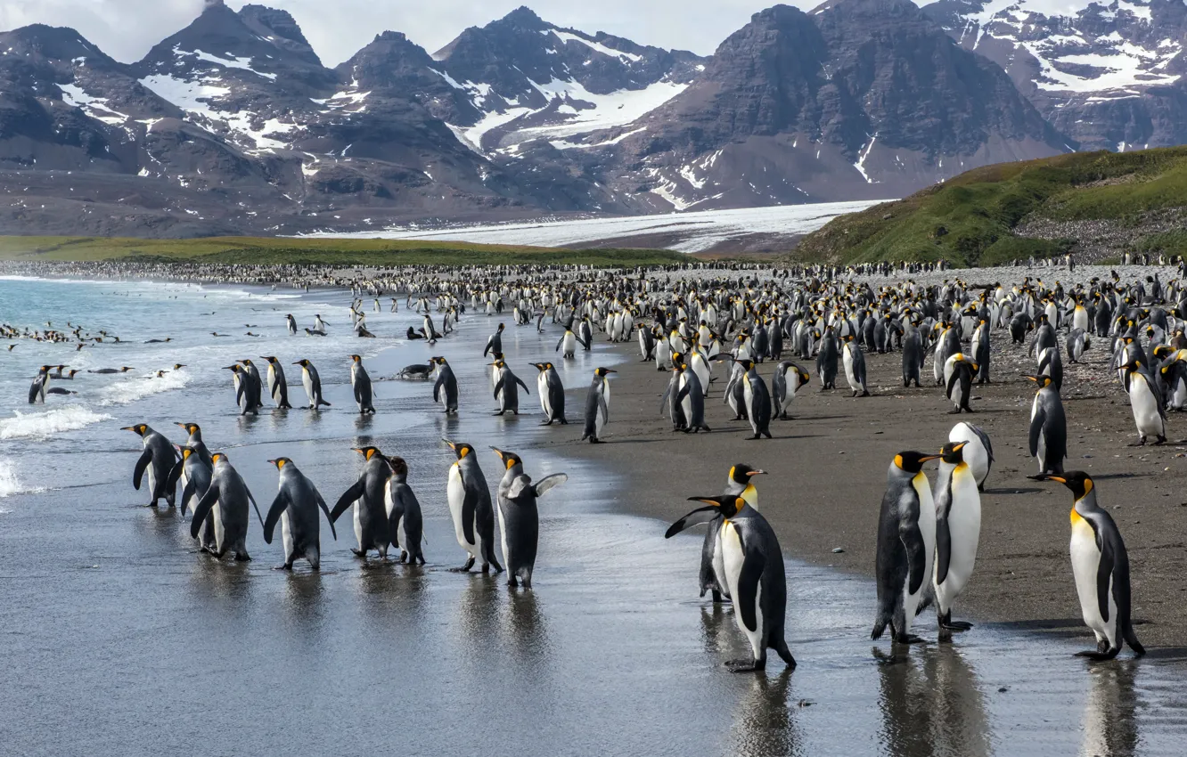 Photo wallpaper sea, shore, Royal penguins