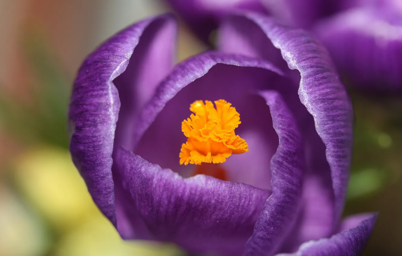 Photo wallpaper flower, purple, macro, focus, petals, Krokus