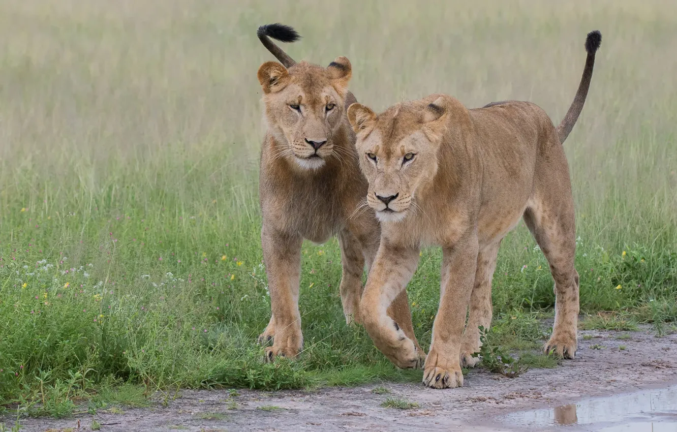 Photo wallpaper glade, two, Leo, pair, walk, lioness