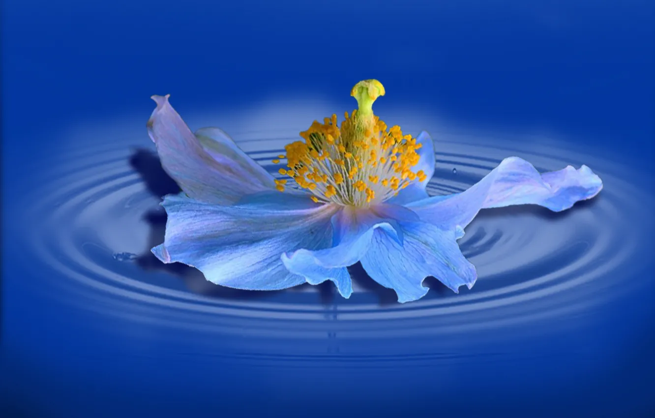 Photo wallpaper flower, lake, macro, poppy, reflection in water