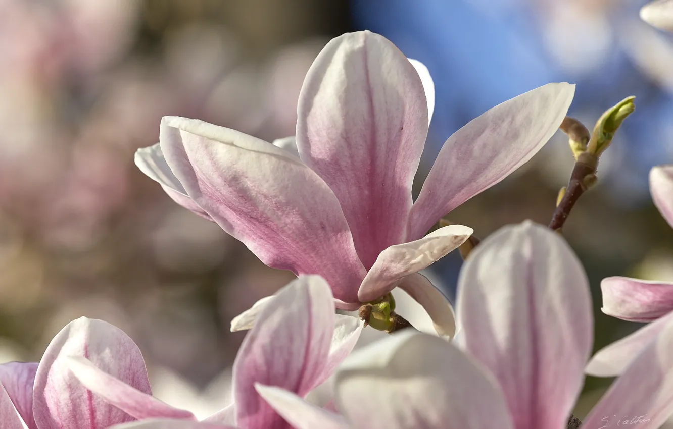 Photo wallpaper macro, spring, Magnolia