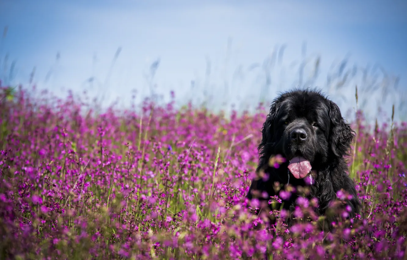 Photo wallpaper language, face, flowers, dog, meadow, Newfoundland