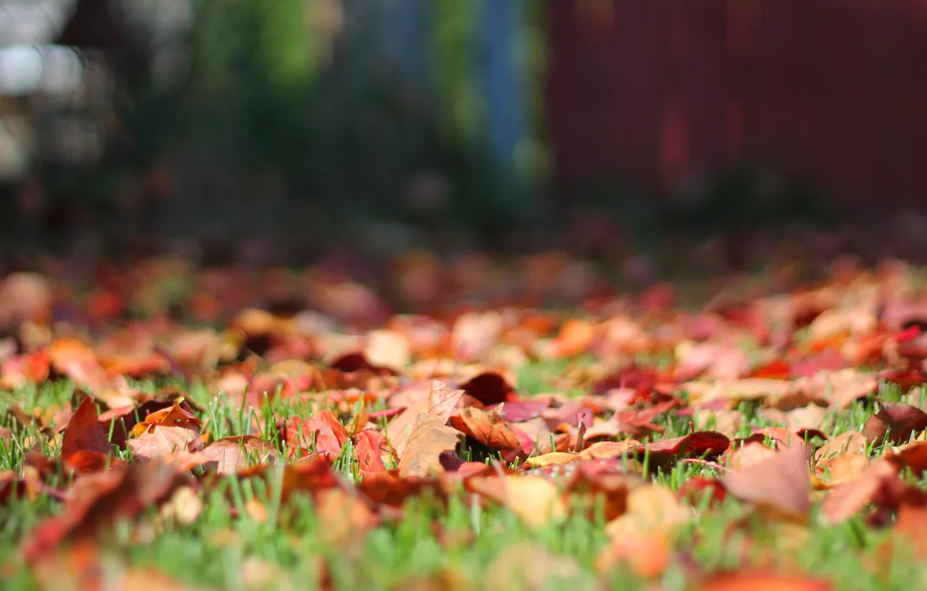 Photo wallpaper autumn, grass, leaves, nature, background, foliage, the fence, lawn