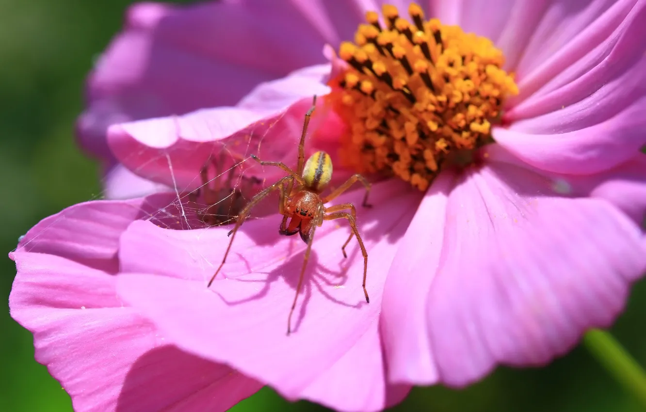 Photo wallpaper flower, background, spider