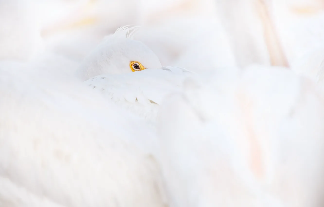 Photo wallpaper white, eye, wildlife, pelican, curled up