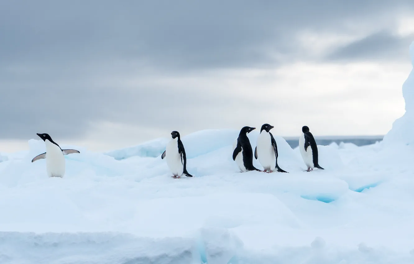 Photo wallpaper ice, winter, the sky, clouds, snow, bird, penguins, glacier