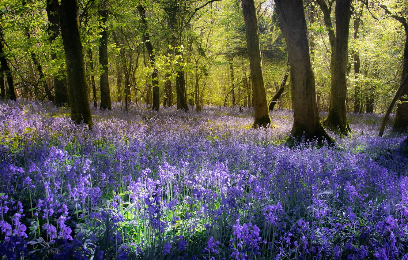 Photo wallpaper greens, forest, trees, flowers, branches, nature, Park, glade