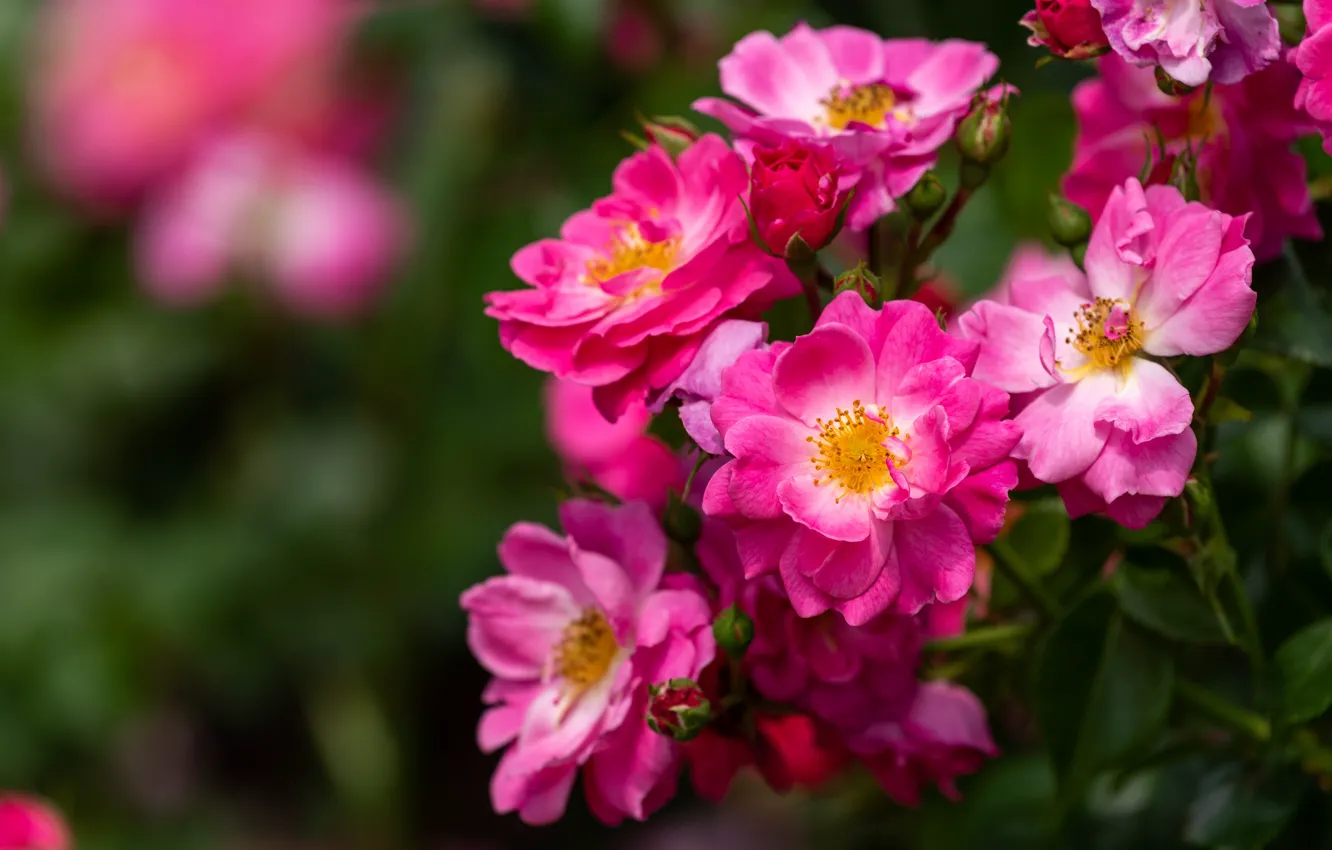 Photo wallpaper leaves, flowers, roses, garden, pink, blurred background, rosette, rose Bush