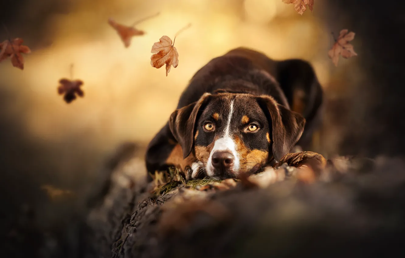 Photo wallpaper autumn, look, face, leaves, dog