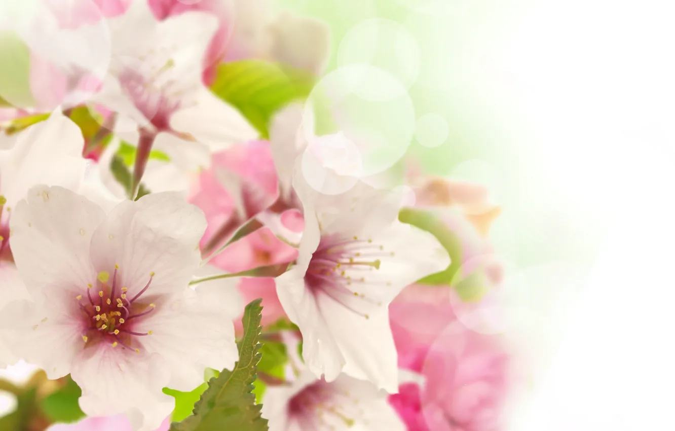 Photo wallpaper flowers, beauty, spring, petals, gentle, pink, white, white
