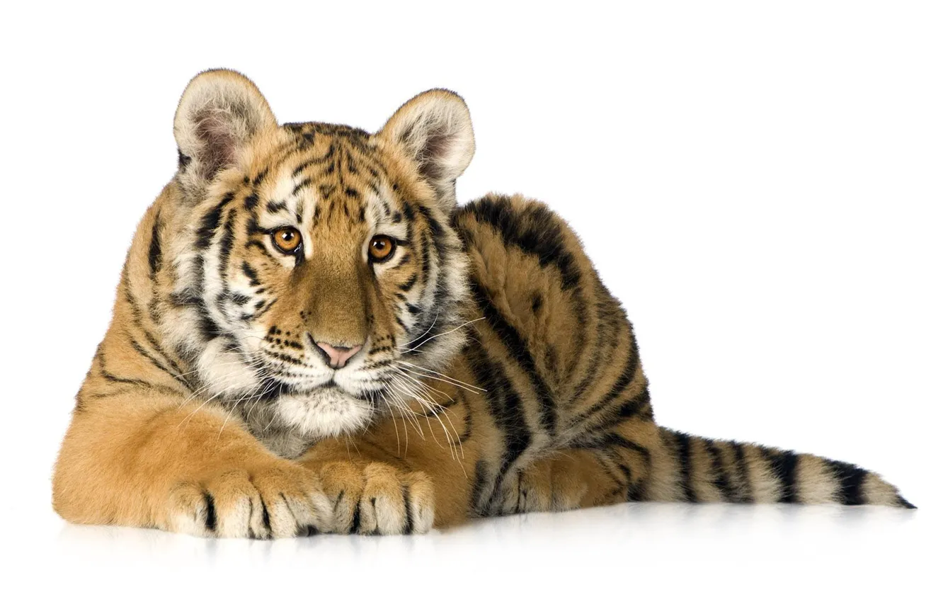 Photo wallpaper tiger, predator, white background, tiger