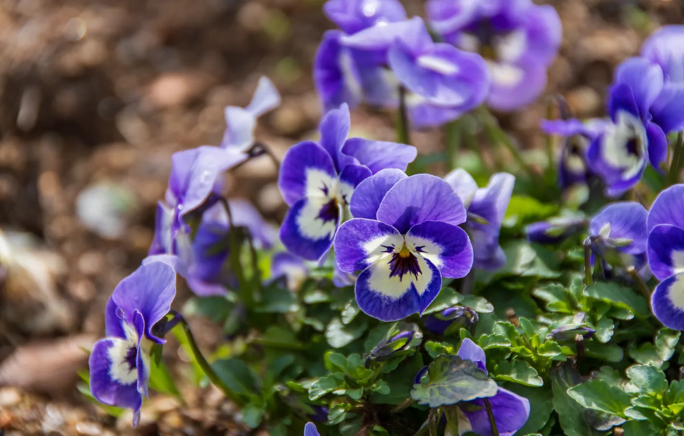 Photo wallpaper flowers, spring, Pansy, lilac, bokeh, viola