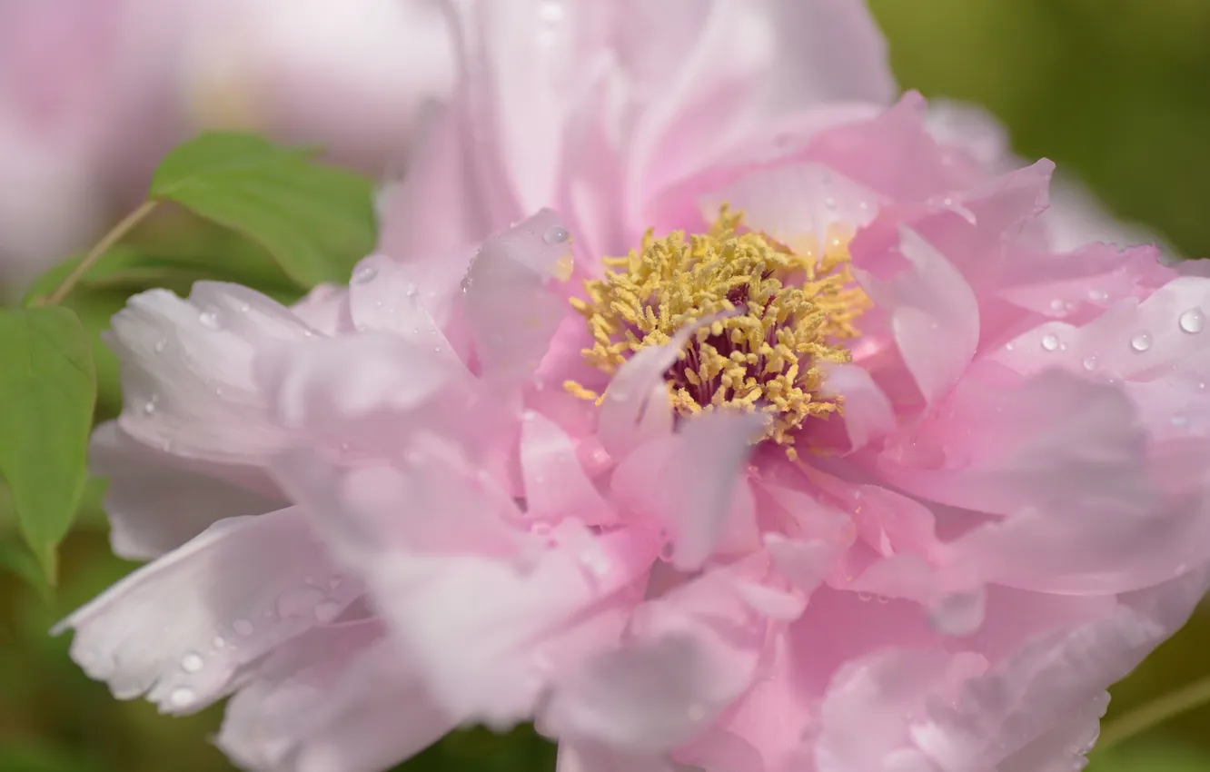 Photo wallpaper leaves, drops, macro, flowers, spring, petals, pink, blur